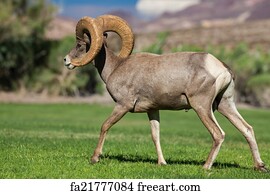 Free Art Print Of Desert Bighorn Ram Sheep In The Mojave Desert. Desert 