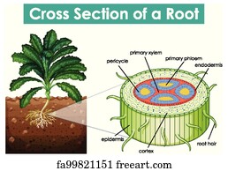 Free art print of Diagram showing cross section of a root. Diagram ...