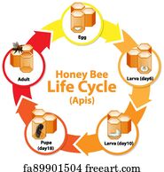 Free art print of Diagram showing life cycle of Honey Bee. Diagram ...