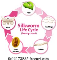 Free Diagram Showing Life Cycle Of Silkworm Art Prints and Artworks ...