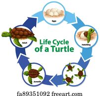 Free art print of Diagram showing life cycle of Turtle. Diagram showing ...