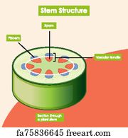 Free art print of Diagram showing intestinal wall structure. Diagram ...