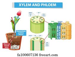 Free art print of Diagram showing xylem and phloem plant. Diagram ...