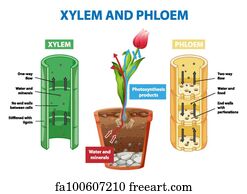 Free art print of Diagram showing xylem and phloem plant. Diagram ...