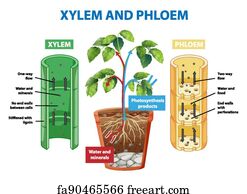 Free art print of Diagram showing xylem and phloem plant. Diagram ...