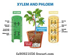 Free art print of Diagram showing xylem and phloem plant. Diagram ...