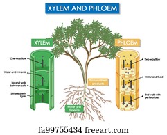 Free art print of Diagram showing xylem and phloem plant. Diagram ...