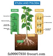 Free art print of Diagram showing xylem and phloem plant. Diagram ...