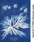 Dictyota Art Print - Dictyota Dichotoma, In The Young State; And In Fruit