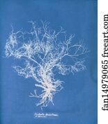 Dictyota Dichotoma Art Print - Dictyota Dichotoma, Β Intricata