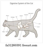 Feline Digestive System - toxoplasmosis