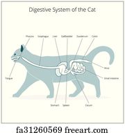 Free art print of Digestive system of the cat vector illustration ...