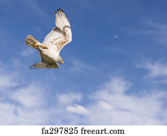 Download Free Art Print Of Angry Hawk In Flight Angry Swainsons Hawk Freeart Fa341259