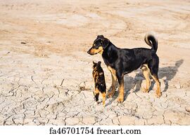 cat and dog weather cat and dog weather