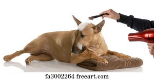 red smut bull terrier