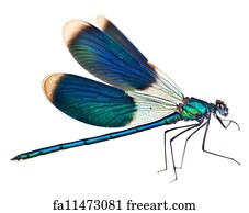 Free Dragonfly Art Prints And Artwork Freeart
