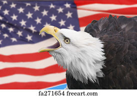 Free art print of American Bald Eagle. Portrait of a majestic American ...