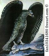 Hare Art Print - Eagle With Hare
