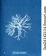 Ectocarpus Brachiatus Art Print - Ectocarpus Brachiatus