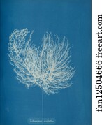 Ectocarpus Distortus Art Print - Ectocarpus Distantus