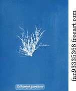 Ectocarpus Granulosus Art Print - Ectocarpus Granulosus