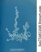 Ectocarpus Landsburghii Art Print - Ectocarpus Landsburghii