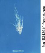 Ectocarpus Art Print - Ectocarpus Mertensii