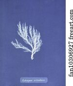 Ectocarpus Siliculosus Art Print - Ectocarpus Siliculosus
