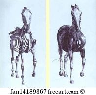 Anatomy Art Print - Engravings From The Anatomy Of The Horse