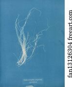 Enteromorpha Art Print - Enteromorpha Compressa Β Prolifera
