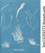 Enteromorpha Art Print - Enteromorpha Compressa