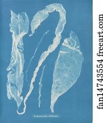Enteromorpha Art Print - Enteromorpha Intestinalis