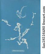 Enteromorpha Art Print - Enteromorpha Ramulosa