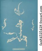Enteromorpha Art Print - Enteromorpha Ramulosa