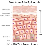 Free art print of Sensory receptors in the skin. Sensory receptors in ...