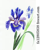 Free art print of Blue iris. Blue iris flowers original watercolor ...