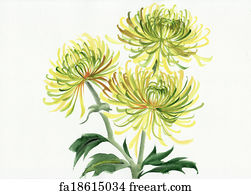 Free art print of Yellow and green chrysanthemum. Watercolor painting ...