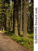 Clean white woods prisjakt Clean white woods prisjakt