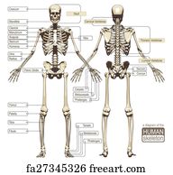 Free art print of A diagram of the human skeleton. A diagram of the
