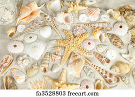 Free art print of Beach background. Assorted seashells on a sandy beach ...