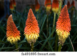 Poker Art Print - Trio Of Red Hot Pokers