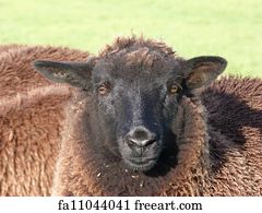Free art print of Black Face. Black Face Sheep | FreeArt | fa258043