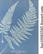 Aspidium aculeatum, British