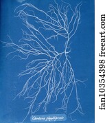 Chordaria flagelliformis