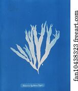 Halymenia ligulata var. latifolia