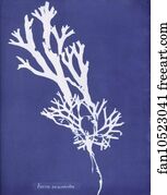 Fucus ceranoides