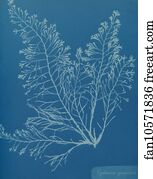 Cystoseira granulata. Cyanotype photogram.