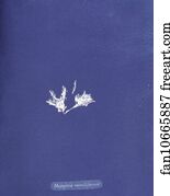 Mesogloia moniliformis