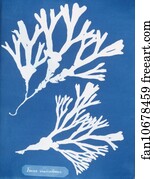 Fucus vesiculosus