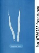 Laminaria fascia